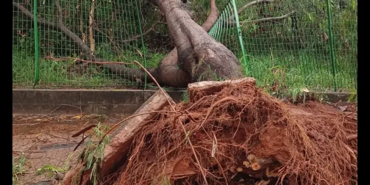 Chuva forte provoca pontos de alagamento e derruba árvores