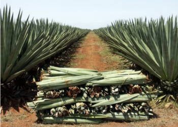 O agave é uma planta do tipo suculenta, usada até como adoçante; é bastante difundida no México e tem boa adesão no sertão brasileiro Foto: Divulgação