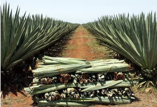 O agave é uma planta do tipo suculenta, usada até como adoçante; é bastante difundida no México e tem boa adesão no sertão brasileiro Foto: Divulgação