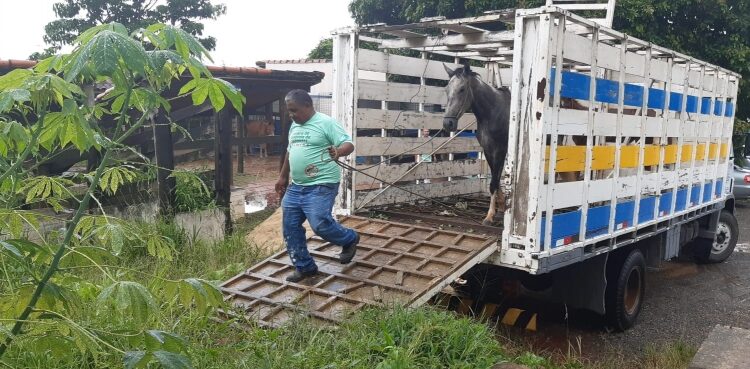 Hortolândia inicia processo de chipagem de animais ungulados; saiba o que é