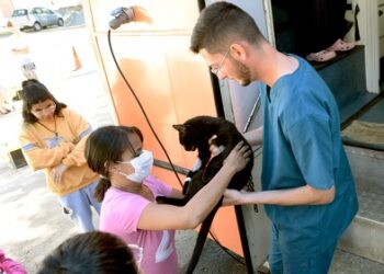 Os procedimentos ocorrem no Castramóvel, ônibus adaptado que circula pelos bairros de Campinas para realizar as cirurgias de castração e microchipagem de cães e gatos Foto: Divulgação