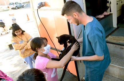 Agenda para castrar cães e gatos em Sousas e Joaquim Egídio é nesta quarta