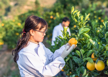 Limpeza da colheita: boas práticas no manuseio de frutas e hortaliças