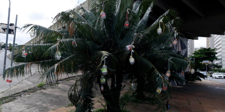Decoração de Natal peculiar, feita com garrafas vazias de corote. Foto: Leandro Ferreira/Hora Campinas