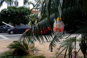 Árvore enfeitada com garrafas de corote: é o Natal nas ruas - Hora Campinas