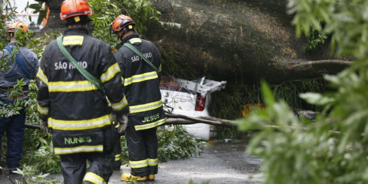 Tragédia em Campinas: queda de árvore mata homem ao lado do Bosque