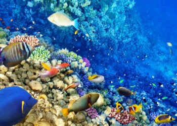 Os corais possuem uma importante função ecológica