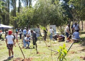 O plantio de árvores  em Campinas faz parte do Projeto Construtores de Florestas Urbanas Foto: Divulgação