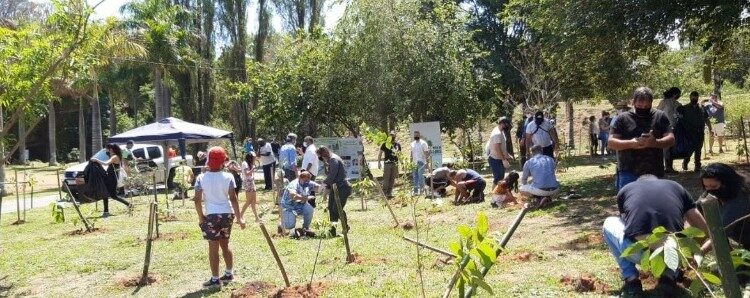 O plantio de árvores  em Campinas faz parte do Projeto Construtores de Florestas Urbanas Foto: Divulgação