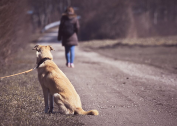 Dezembro Verde alerta para maus-tratos e abandono de animais