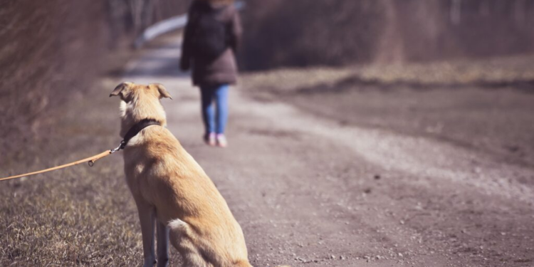 Dezembro Verde alerta para maus-tratos e abandono de animais