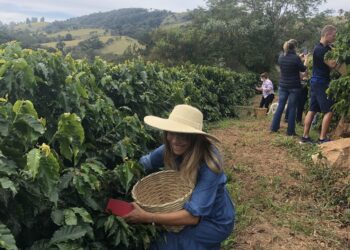 Os pesquisadores apontam que o aumento dos serviços ecossistêmicos impulsionados pelo reflorestamento, entre eles a polinização, pode levar à maior produtividade cafeeira - Foto: Divulgação