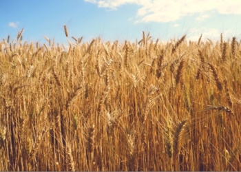 Safra de grãos em 2023 deve impulsionar indústria química