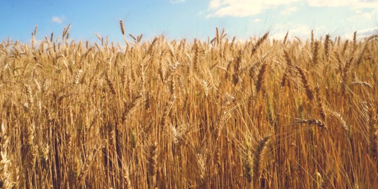 Safra de grãos em 2023 deve impulsionar indústria química