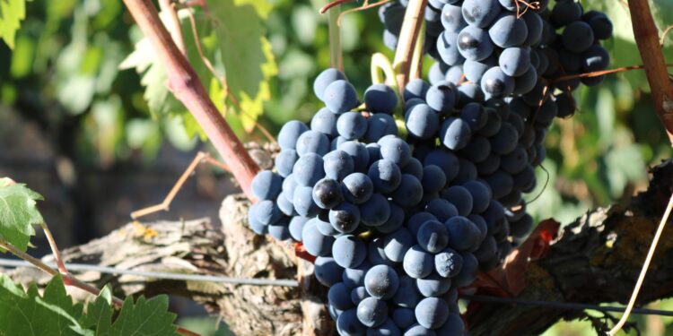 Parreiral da uva Syrah, a predominante entre os produtores de Vinhos de Inverno no Brasil: segmento em forte expansão Foto: Divulgação