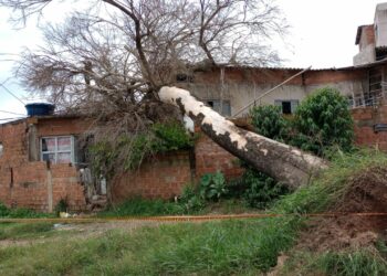 Árvore caiu sobre o imóvel: família, dois adultos e duas crianças, não sofreu ferimentos Fotos: Divulgação