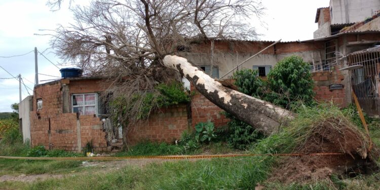 Árvore caiu sobre o imóvel: família, dois adultos e duas crianças, não sofreu ferimentos Fotos: Divulgação