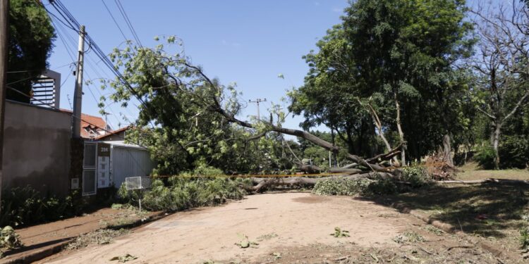 Uma das mais de 100 árvores que, segundo Dário, caíram por conta do solo encharcado após a grande quantidade de chuva Foto: Leandro Ferreira/Hora Campinas