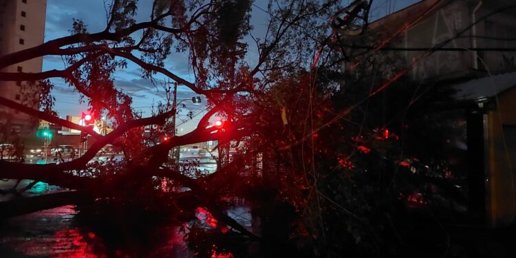 Queda de árvore na Avenida Mirandópolis, no Jardim do Lago: polêmica entre prefeitura e ambientalistas - Foto: Leandro Ferreira/Hora Campinas