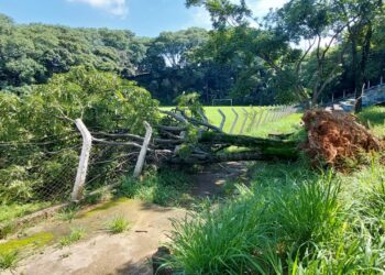 Árvore caída no Jardim Leonor: quase 200 quedas nos últimos dois dias em Campinas - Foto: Leandro Ferreira/Hora Campinas