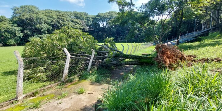 Árvore caída no Jardim Leonor: quase 200 quedas nos últimos dois dias em Campinas - Foto: Leandro Ferreira/Hora Campinas