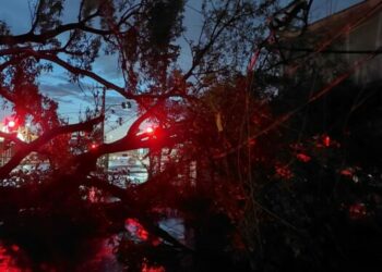 Mais de 200 árvores caíram em Campinas neste mês de janeiro em função das tempestades Foto: Hora Campinas
