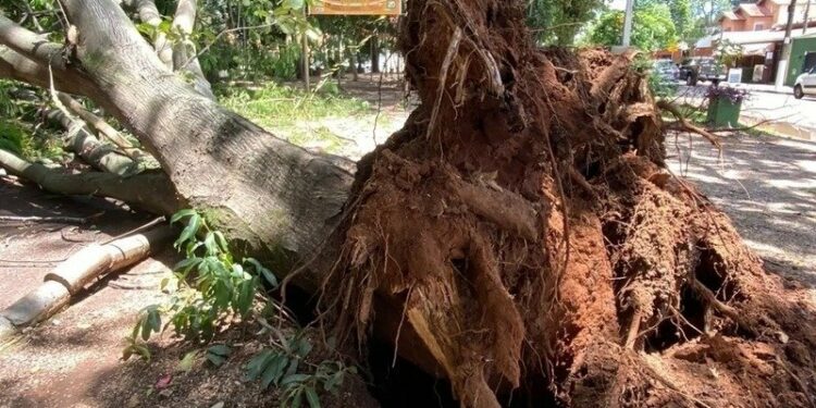 A árvore caída na Praça do Coco bloqueia o fluxo de pessoas no local Foto: Reprodução