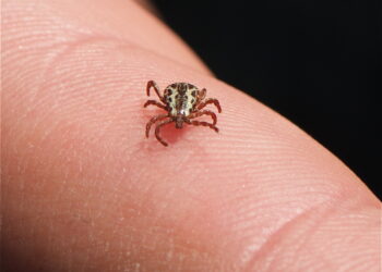 O carrapato-estrela não é um inseto, mas um aracnídeo que consegue sobreviver no meio ambiente por até um ano. Foto: Arquivo