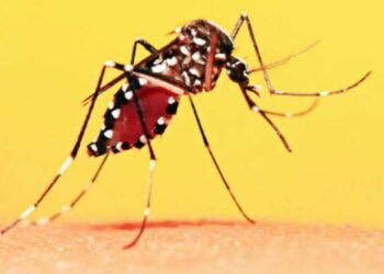A febre amarela é causada por um vírus transmitido pela picada de um mosquito silvestre. Foto: Arquivo