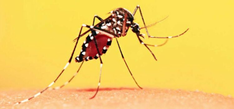 A febre amarela é causada pelo vírus transmitido pela picada de um mosquito silvestre. Foto: Arquivo