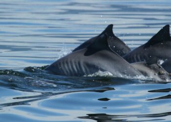 Aparição dos golfinhos, entre adultos, juvenis e filhotes, na Baía de Guanabara e em praias da cidade do Rio de Janeiro, chamou a atenção Foto: Instituto Boto-Cinza/Divulgação