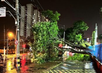 O temporal da noite de quinta-feira (19) derrubou a árvore sobre a grade da Câmara. Foto: Divulgação