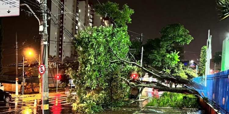 O temporal da noite de quinta-feira (19) derrubou a árvore sobre a grade da Câmara. Foto: Divulgação