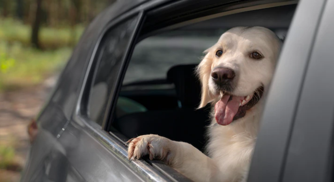 Dicas para tornar as viagens de carro com pets, principalmente cachorros, mais seguras, saudáveis e confortáveis a todos - Foto: Freepik