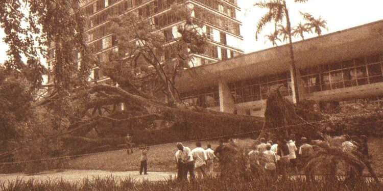 Paço de Campinas já teve jequitibá-rosa que caiu em 1999: relembre