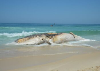 Corpo de baleia morta encalha na Praia do Arpoador, em Ipanema, na zona sul do Rio: tragédia no Litoral tem poluição, pesca predatória e impactos com embarcações como prinicipais causas Foto: Tomaz Silva/Agência Brasil