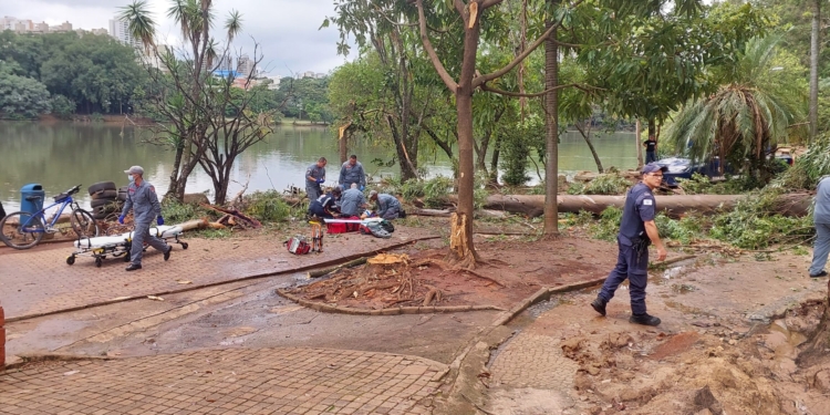 Câmara de Campinas rejeita investigar Dário pelas mortes por quedas de árvores