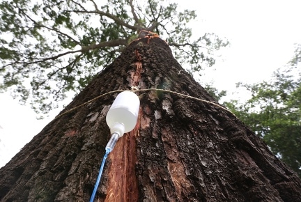 ‘Internado’, jequitibá-rosa passa por tratamento e recebe até dreno e ‘soro’