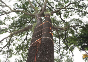 Seis cintas de poliestireno foram colocadas provisoriamente no tronco. Fotos: Adriano Rosa/PMC