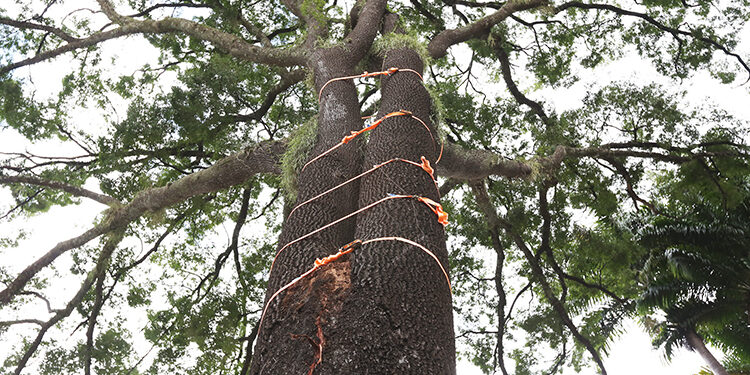 Seis cintas de poliestireno foram colocadas provisoriamente no tronco. Fotos: Adriano Rosa/PMC