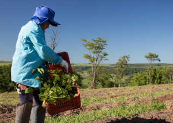 Como se dá a neutralização de carbono por plantio de árvores