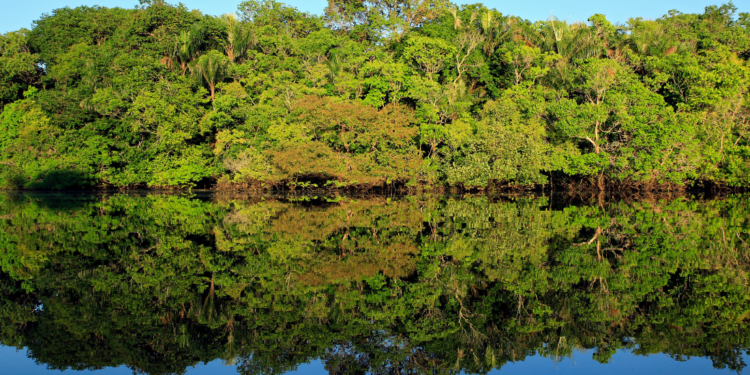 Startup utiliza ingredientes amazônicos para investir em alimentos regenerativos