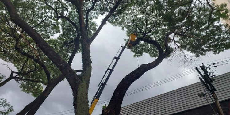 Equipes do DPJ cortam árvores na Rua Abolição e no prolongamento da Avenida Francisco Glicério: críticas Foto: Leandro Ferreira/Hora Campinas