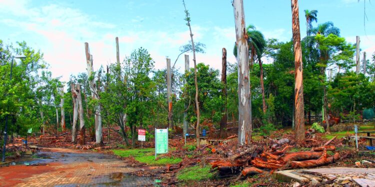 Corte de árvores desfigura e muda a paisagem da Lagoa do Taquaral; veja fotos e vídeo