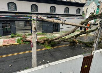 Árvore que caiu na tarde desta terça-feira, no Cambuí, em Campinas. Foto: Leandro Ferreira/Hora Campinas