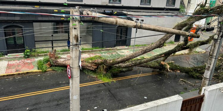 Chuva forte derruba mais árvores em Campinas e cidades da região