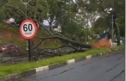 Temporal volta a causar transtornos; vento derruba postes e árvores