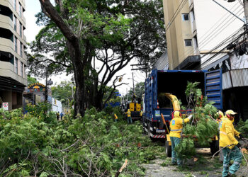 Equipe da Prefeitura no trabalho de retirada das  27 árvores em fevereiro: plantio de mudas será agora iniciado - Foto: Divulgação PMC