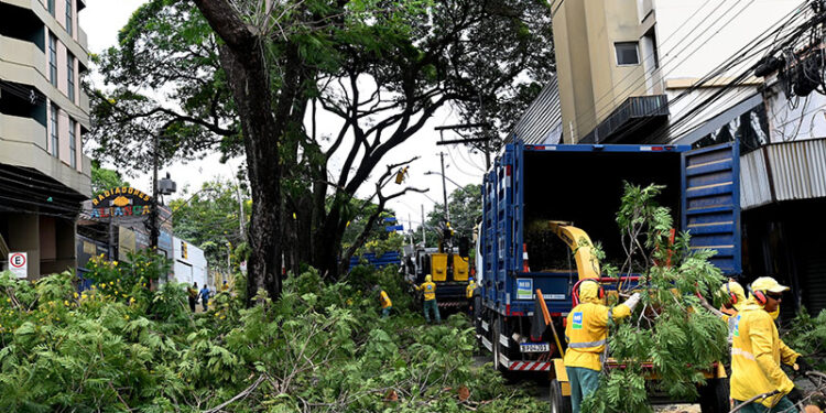 Equipe da Prefeitura no trabalho de retirada das  27 árvores em fevereiro: plantio de mudas será agora iniciado - Foto: Divulgação PMC