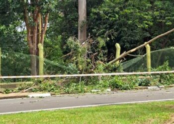 Galho derrubou alambrado no Parque Taquaral durante poda de árvores: área continua fechada. Foto: Arquivo